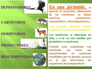 DEPREDADORES      En una pirámide                se
                  aprecia la estructura alimentaria
                  de un ecosistema en donde
                  conviven             productores,
CARNÍVOROS        consumidores y descomponedores.
                   Los vegetales elaboran materia
                  orgánica a través de la fotosíntesis.
HERBÍVOROS        Los herbívoros se alimentan de
                  ellos, y a su vez son comidos por
                  predadores o carnívoros.
PRODUCTORES       Cuando estos organismos van
                  muriendo,     sus     restos    son
                  transformados      en    sustancias
DESCOMPONEDORES   asimilables por la plantas, proceso
                  en el que intervienen los
                  organismos descomponedores
 