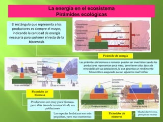 El rectángulo que representa a los
  productores es siempre el mayor,
  indicando la cantidad de energía
necesaria para sostener el resto de la
             biocenosis


                                                                          Pirámide de energía

                                                      Las pirámides de biomasa o números pueden ser invertidas cuando los
                                                          productores representan poca masa, pero tienen altas tasas de
                                                         renovación de sus poblaciones, lo que garantiza un rendimiento
                                                               fotosintético asegurado para el siguiente nivel trófico




               Pirámides de
                 biomasa

              Productores con muy poca biomasa,
              pero altas tasas de renovación de sus
                           poblaciones
                                                                                                        Muchos herbívoros,
                                 Las especies herbáceas son más                Pirámides de             pero pocas encinas
                                 pequeñas, pero mas numerosas                    números
 