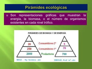    Son representaciones gráficas que muestran la
    energía, la biomasa, o el número de organismos
    existentes en cada nivel trófico.
 