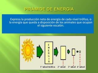 Expresa la producción neta de energía de cada nivel trófico, o
la energía que queda a disposición de los animales que ocupan
                     el siguiente escalón.
 