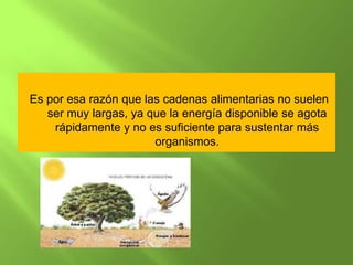 Es por esa razón que las cadenas alimentarias no suelen
   ser muy largas, ya que la energía disponible se agota
    rápidamente y no es suficiente para sustentar más
                       organismos.
 
