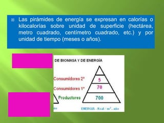    Las pirámides de energía se expresan en calorías o
    kilocalorías sobre unidad de superficie (hectárea,
    metro cuadrado, centímetro cuadrado, etc.) y por
    unidad de tiempo (meses o años).
 