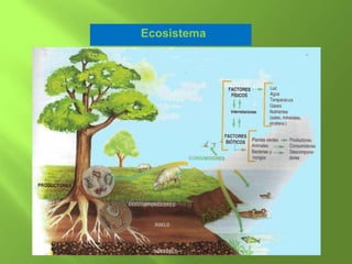 Ecosistema
 