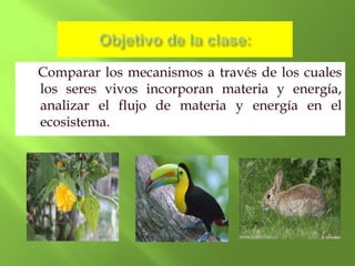 Comparar los mecanismos a través de los cuales
los seres vivos incorporan materia y energía,
analizar el flujo de materia y energía en el
ecosistema.
 