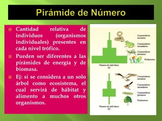    Cantidad       relativa    de
    individuos       (organismos
    individuales) presentes en
    cada nivel trófico.
   Pueden ser diferentes a las
    pirámides de energía y de
    biomasa.
   Ej: si se considera a un solo
    árbol como ecosistema, el
    cual servirá de hábitat y
    alimento a muchos otros
    organismos.
 