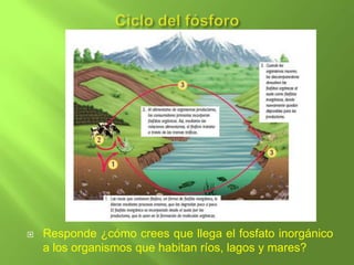    Responde ¿cómo crees que llega el fosfato inorgánico
    a los organismos que habitan ríos, lagos y mares?
 