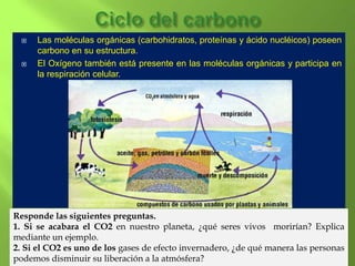    Las moléculas orgánicas (carbohidratos, proteínas y ácido nucléicos) poseen
      carbono en su estructura.
     El Oxígeno también está presente en las moléculas orgánicas y participa en
      la respiración celular.




Responde las siguientes preguntas.
1. Si se acabara el CO2 en nuestro planeta, ¿qué seres vivos morirían? Explica
mediante un ejemplo.
2. Si el CO2 es uno de los gases de efecto invernadero, ¿de qué manera las personas
podemos disminuir su liberación a la atmósfera?
 