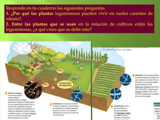 Responde en tu cuaderno las siguientes preguntas.
1. ¿Por qué las plantas leguminosas pueden vivir en suelos carentes de
nitrato?
2. Entre las plantas que se usan en la rotación de cultivos están las
leguminosas, ¿a qué crees que se debe esto?
 