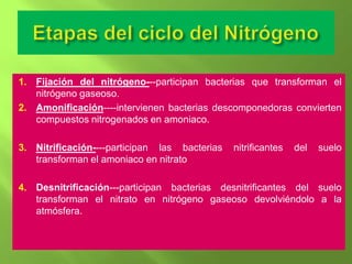 1. Fijación del nitrógeno---participan bacterias que transforman el
   nitrógeno gaseoso.
2. Amonificación----intervienen bacterias descomponedoras convierten
   compuestos nitrogenados en amoniaco.

3. Nitrificación----participan las bacterias   nitrificantes   del   suelo
   transforman el amoniaco en nitrato

4. Desnitrificación---participan bacterias desnitrificantes del suelo
   transforman el nitrato en nitrógeno gaseoso devolviéndolo a la
   atmósfera.
 