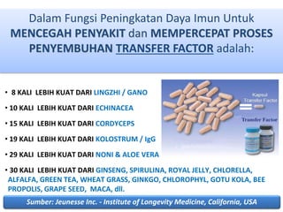 • 8 KALI LEBIH KUAT DARI LINGZHI / GANO
• 10 KALI LEBIH KUAT DARI ECHINACEA
• 15 KALI LEBIH KUAT DARI CORDYCEPS
• 19 KALI LEBIH KUAT DARI KOLOSTRUM / IgG
• 29 KALI LEBIH KUAT DARI NONI & ALOE VERA
• 30 KALI LEBIH KUAT DARI GINSENG, SPIRULINA, ROYAL JELLY, CHLORELLA,
ALFALFA, GREEN TEA, WHEAT GRASS, GINKGO, CHLOROPHYL, GOTU KOLA, BEE
PROPOLIS, GRAPE SEED, MACA, dll.
Dalam Fungsi Peningkatan Daya Imun Untuk
MENCEGAH PENYAKIT dan MEMPERCEPAT PROSES
PENYEMBUHAN TRANSFER FACTOR adalah:
Sumber: Jeunesse Inc. - Institute of Longevity Medicine, California, USA
 