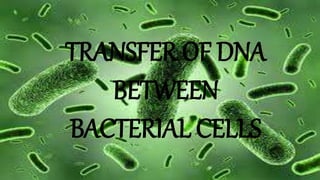 TRANSFER OF DNA
BETWEEN
BACTERIAL CELLS
 