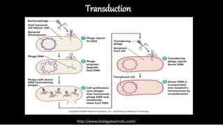 Transfer of dna between bacterial cell | PPTX