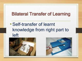 Bilateral Transfer of Learning
•Self-transfer of learnt
knowledge from right part to
left
 