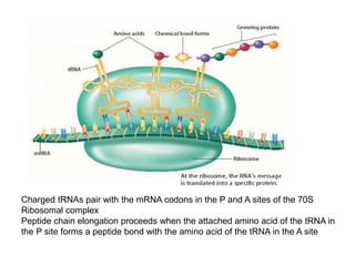 Transfer Rna Codon Transfer rna final | PPTX