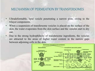MECHANISM OF PERMEATION BY TRANSFERSOMES
• Ultradeformable, lipid vesicle penetrating a narrow pore, owing to the
bilayer components.
• When a suspension of transfersome vesicles is placed on the surface of the
skin, the water evaporates from the skin surface and the vesicles start to dry
out.
• Due to the strong hydrophilicity of transfersome ingredients, the vesicles
are attracted to the areas of higher water content in the narrow gaps
between adjoining cells in the skin.
 