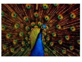 Transforamciones.pptx