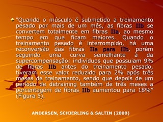 “ Quando o músculo é submetido a treinamento pesado por mais de um mês, as fibras  IIb  se convertem totalmente em fibras  IIa , ao mesmo tempo em que ficam maiores. Quando o treinamento pesado é interrompido, há uma reconversão das fibras  IIa para IIb , porém seguindo uma curva semelhante à da supercompensação: indivíduos que possuiam 9% de fibras  IIb  antes do treinamento pesado, tiveram esse valor reduzido para 2% após três meses de treinamento, sendo que depois de um período de detraining também de três meses a porcentagem de fibras  IIb  aumentou para 18%” (Figura 5). ANDERSEN, SCHJERLING & SALTIN (2000)   