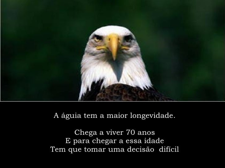Transformacao Da Aguia Transformacao Da Aguia