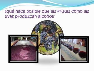 ¿qué hace posible que las frutas como las
uvas produzcan alcohol?
 
