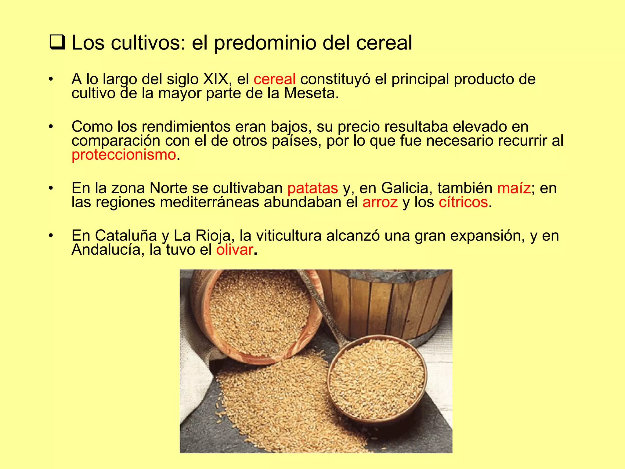 Los cultivos: el predominio del cereal A lo largo del siglo XIX, el  cereal  constituyó el principal producto de cultivo de la mayor parte de la Meseta. Como los rendimientos eran bajos, su precio resultaba elevado en comparación con el de otros países, por lo que fue necesario recurrir al  proteccionismo . En la zona Norte se cultivaban  patatas  y, en Galicia, también  maíz ; en las regiones mediterráneas abundaban el  arroz  y los  cítricos . En Cataluña y La Rioja, la viticultura alcanzó una gran expansión, y en Andalucía, la tuvo el  olivar . 