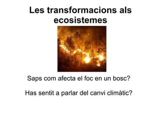 Les transformacions als ecosistemes Saps com afecta el foc en un bosc? Has sentit a parlar del canvi climàtic? 