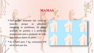 MAMAS
• Elas podem aumentar três vezes de
tamanho porque as glândulas
mamárias se proliferam, há maior
acúmulo de gordura e a prolactina
prepara tudo para a produção de leite,
que começa depois do parto.
• Se o bebê pesa 3 kg, consumirá 450
ml de leite por dia.
 