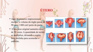 ÚTERO
• Aqui os números impressionam
mesmo: o volume do órgão passa de
90 para 1 000 cm3 perto do parto.
• E seu peso original aumenta cerca
de 20 vezes. A quantidade de tecido
se multiplica, deixando a região
bem molinha para acomodar o
embrião.
 