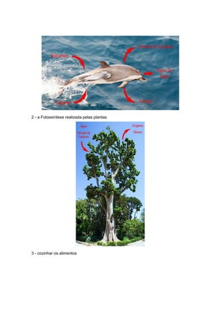 2 - a Fotossíntese realizada pelas plantas




3 - cozinhar os alimentos
 