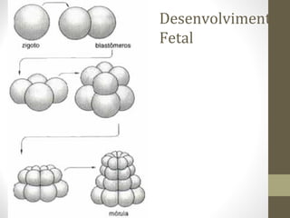 Desenvolvimento
Fetal
 