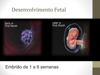 Desenvolvimento Fetal
Embrião de 1 a 6 semanas
 