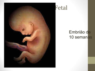 Embrião de
10 semanas
Desenvolvimento Fetal
 