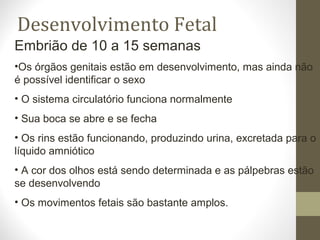 Embrião de 10 a 15 semanas
•Os órgãos genitais estão em desenvolvimento, mas ainda não
é possível identificar o sexo
• O sistema circulatório funciona normalmente
• Sua boca se abre e se fecha
• Os rins estão funcionando, produzindo urina, excretada para o
líquido amniótico
• A cor dos olhos está sendo determinada e as pálpebras estão
se desenvolvendo
• Os movimentos fetais são bastante amplos.
Desenvolvimento Fetal
 