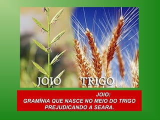 JOIO:
GRAMÍNIA QUE NASCE NO MEIO DO TRIGO
      PREJUDICANDO A SEARA.
 