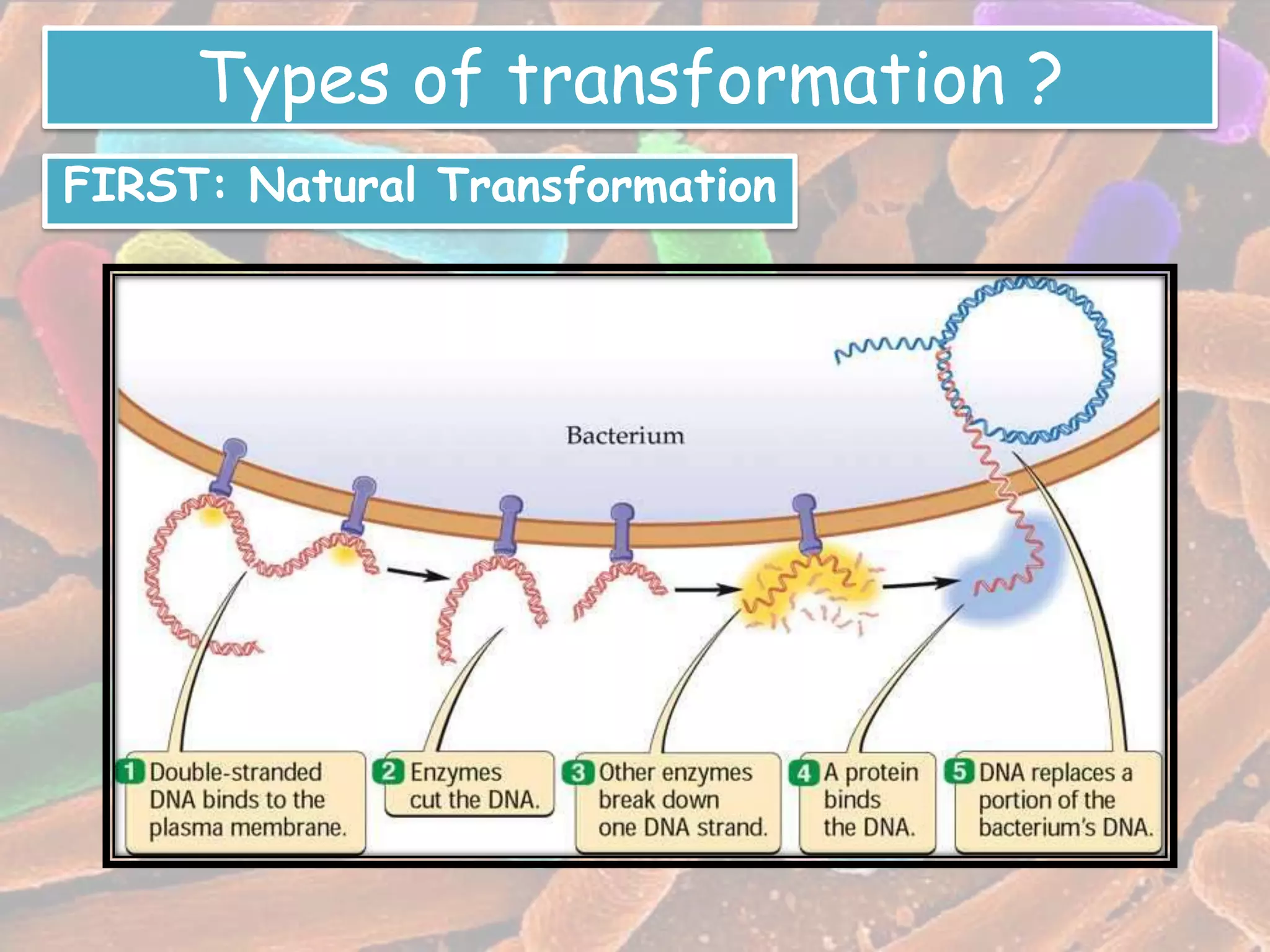 Transformation in bacteria | PPTX