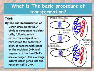 Transformation in bacteria | PPTX