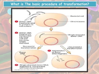 Transformation in bacteria | PPTX