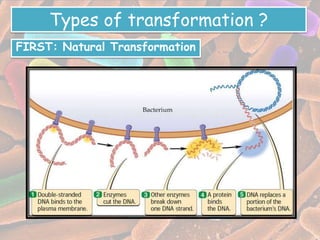 Transformation in bacteria | PPTX