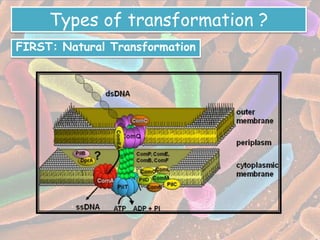 Transformation in bacteria