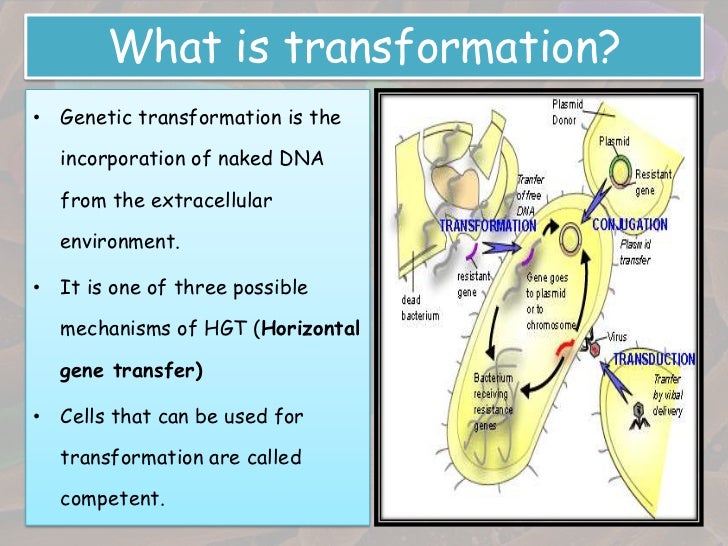 Transformation in bacteria