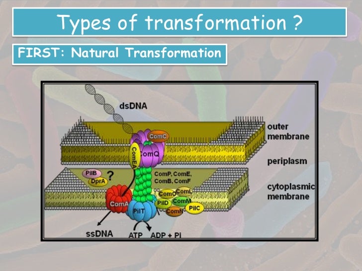 Transformation in bacteria