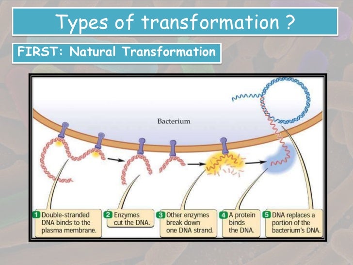 Transformation in bacteria
