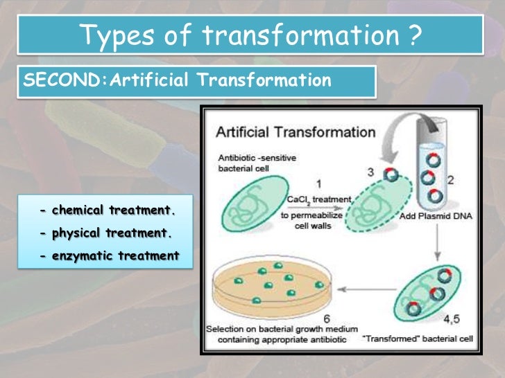 Transformation in bacteria