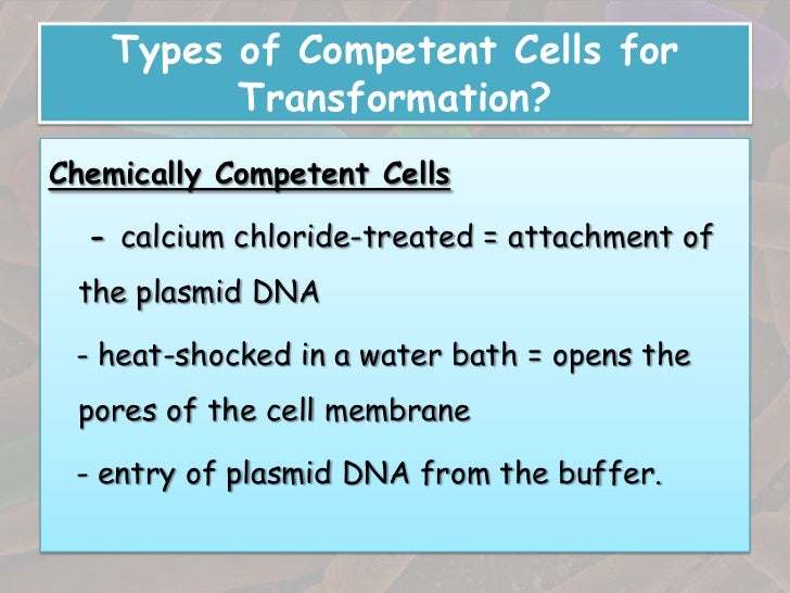 Transformation in bacteria
