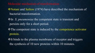 Molecular mechanism of transformation:
Notani and Setlow (1974) have described the mechanism of
bacterial transformation.
In S. pneumoniae the competent state is transient and
persists only for a short period.
The competent state is induced by the competence activator
protein.
It binds to the plasma membrane of receptor and triggers
the synthesis of 10 new proteins within 10 minutes.
 