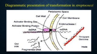 Diagrammatic presentation of transformation in streptococci
 