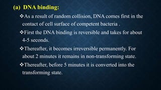 (a) DNA binding:
As a result of random collision, DNA comes first in the
contact of cell surface of competent bacteria .
First the DNA binding is reversible and takes for about
4-5 seconds.
Thereafter, it becomes irreversible permanently. For
about 2 minutes it remains in non-transforming state.
Thereafter, before 5 minutes it is converted into the
transforming state.
 