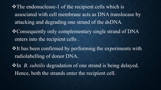 The endonuclease-1 of the recipient cells which is
associated with cell membrane acts as DNA translocase by
attacking and degrading one strand of the dsDNA.
Consequently only complementary single strand of DNA
enters into the recipient cells .
It has been confirmed by performing the experiments with
radiolabelling of donor DNA.
In B. subtilis degradation of one strand is being delayed.
Hence, both the strands enter the recipient cell.
 