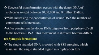  Successful transformation occurs with the donor DNA of
molecular weight between 30,00,000 and 8 million Dalton.
With increasing the concentration of donor DNA the number of
competent cells increases .
After penetration the donor DNA migrates from periphery of cell
to the bacterial DNA. This movement in different bacteria differs.
(c) Synapsis formation:
The single stranded DNA is coated with SSB proteins, which
maintain, the single stranded region in a replication fork .
 