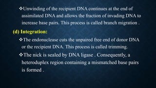 Unwinding of the recipient DNA continues at the end of
assimilated DNA and allows the fraction of invading DNA to
increase base pairs. This process is called branch migration .
(d) Integration:
The endonuclease cuts the unpaired free end of donor DNA
or the recipient DNA. This process is called trimming.
The nick is sealed by DNA ligase . Consequently, a
heteroduplex region containing a mismatched base pairs
is formed .
 