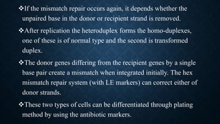 If the mismatch repair occurs again, it depends whether the
unpaired base in the donor or recipient strand is removed.
After replication the heteroduplex forms the homo-duplexes,
one of these is of normal type and the second is transformed
duplex.
The donor genes differing from the recipient genes by a single
base pair create a mismatch when integrated initially. The hex
mismatch repair system (with LE markers) can correct either of
donor strands.
These two types of cells can be differentiated through plating
method by using the antibiotic markers.
 